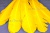 Декоративный Пучок из перьев, перо 23см/желтый - купить в Казани. Цена: 12.19 руб.